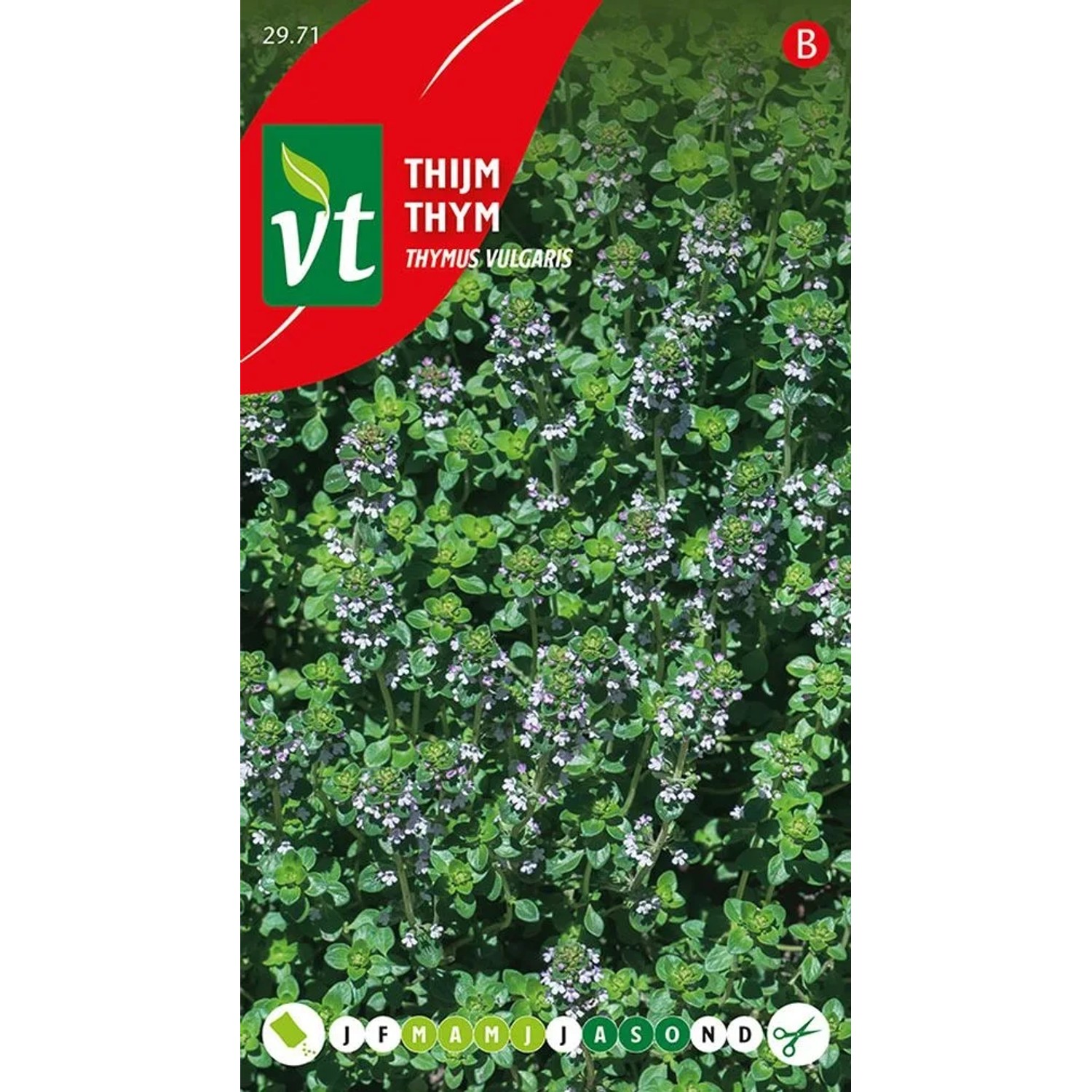 Thymian Saatgut ca. 0,5 g Aromatisch