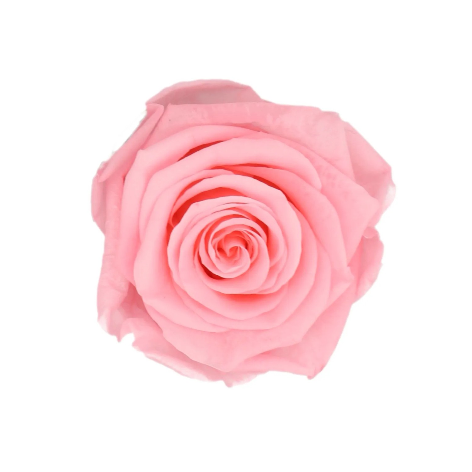 Nahaufnahme einer einzelnen, rosa Rose in einer weißen Rosenbox (Ø 5 cm).
