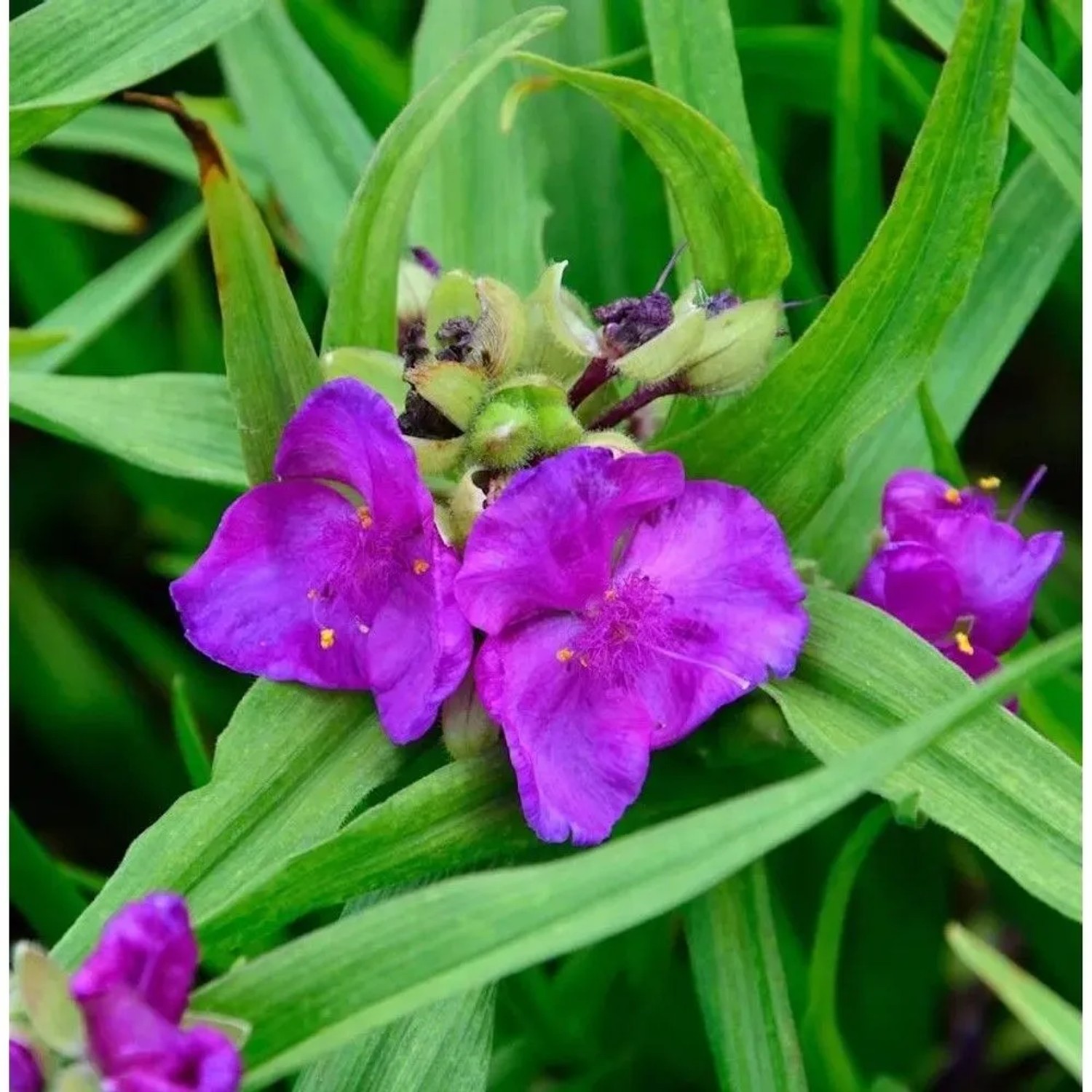 Dreimasterblumen Rubra - Tradescantia andersoniana