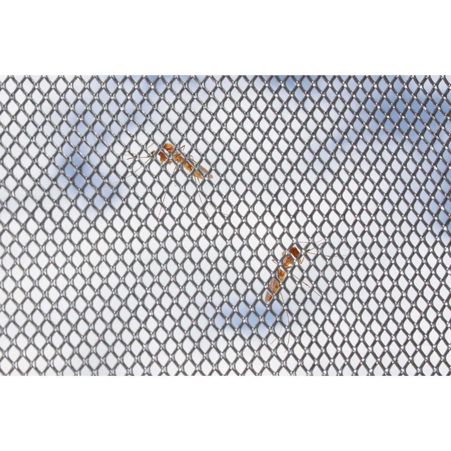 Sarei Multischutzgitter 60mm, feinmaschiges Lüftungsgitter zum Schutz vor Insekten am Dach.