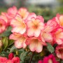 Nahaufnahme des Rhododendron Yakushimanum Barbarella mit rosa Blüten.
