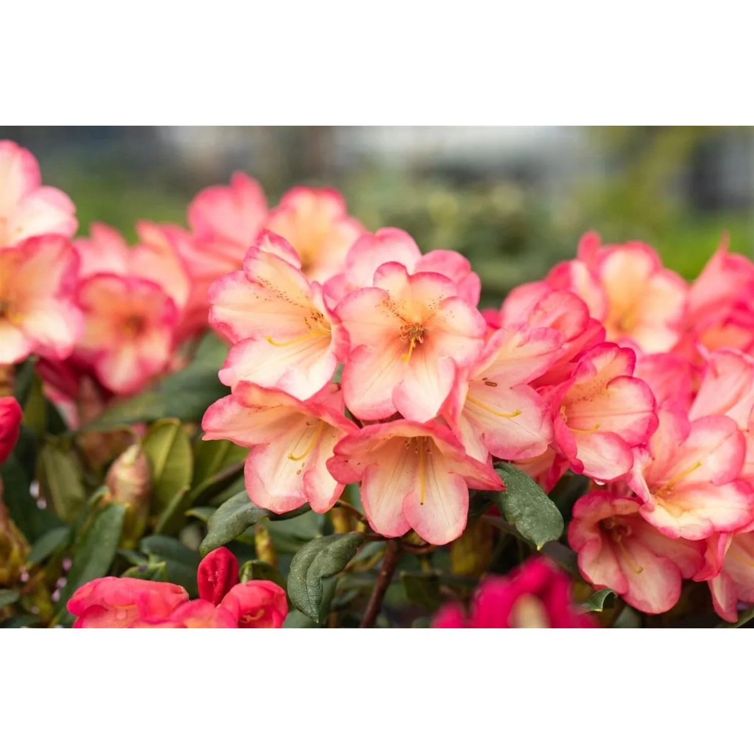 Nahaufnahme des Rhododendron Yakushimanum Barbarella mit rosa Blüten.