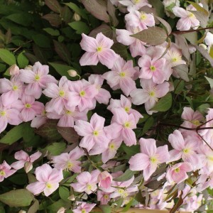 Nahaufnahme der Waldrebe Rubens Rosa mit zarten, rosa Blüten und grünen Blättern.