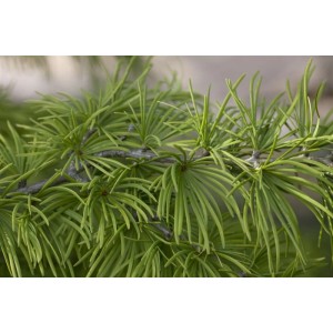 Nahaufnahme der grünen Nadeln einer Goldlärche (Pseudolarix Amabilis), einem dekorativen Hausbaum.