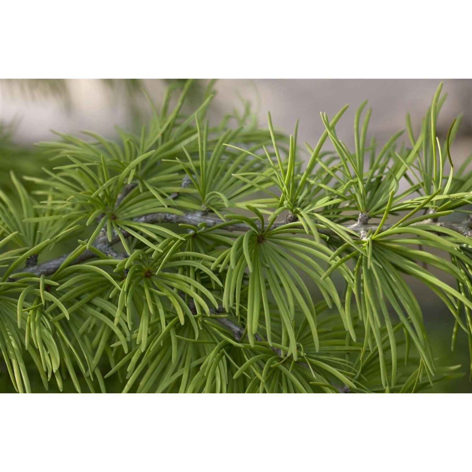 Pseudolarix Amabilis Goldlärche 60–80 cm günstig online kaufen