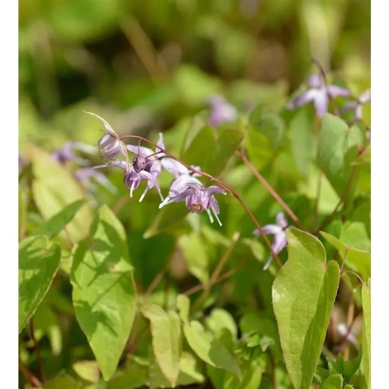 Dünntriebige Elfenblume - Epimedium,eptorrhizum