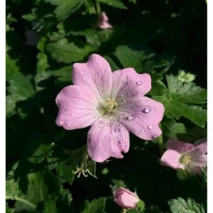 Nahaufnahme einer rosa Storchschnabel Dreamland Blüte mit Wassertropfen im Garten.