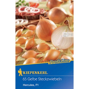 Kiepenkerl Steckzwiebeln Hercules, gelbe Zwiebeln, 65 Stück, Größe 14/21.
