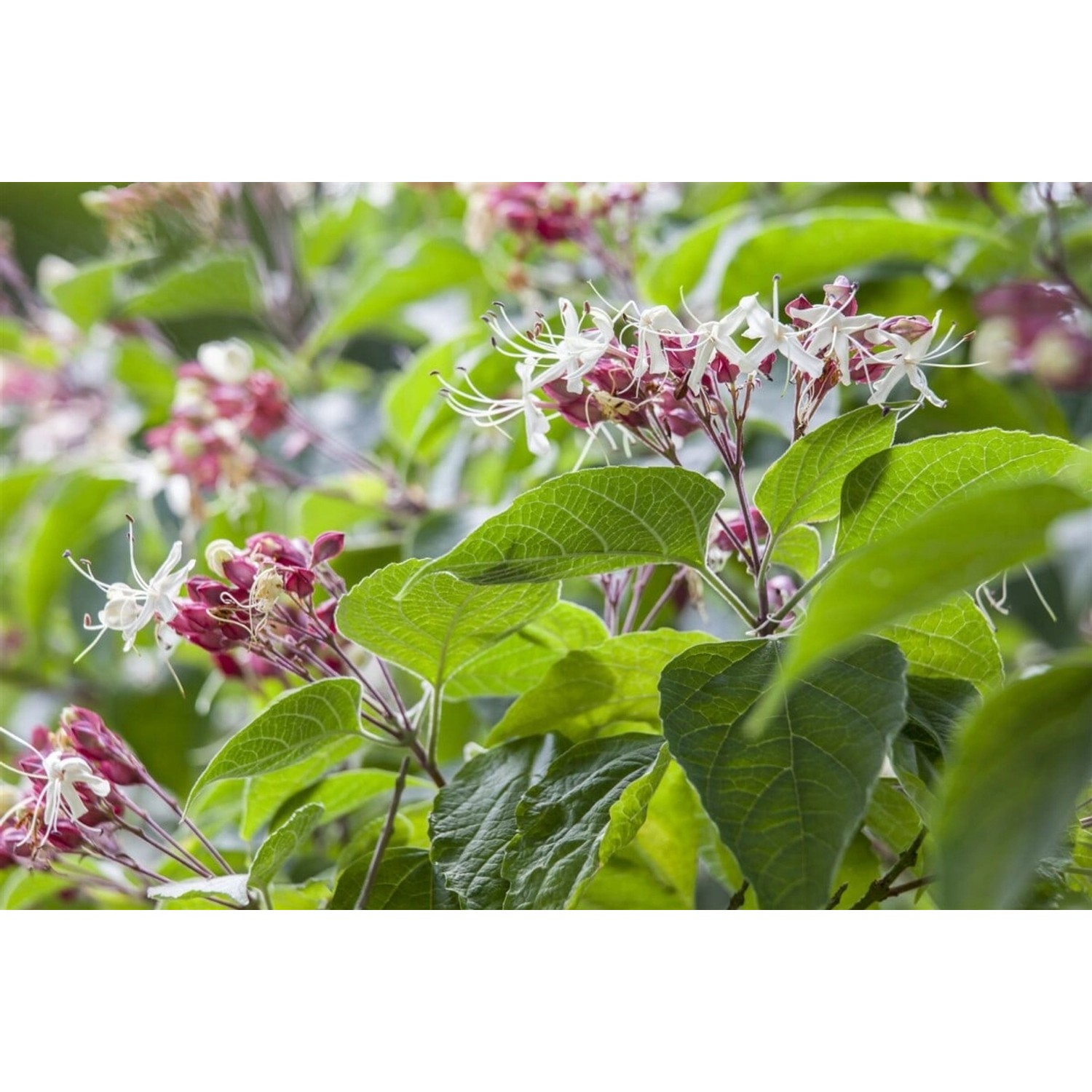 Clerodendrum Trichotomum Fargesii Losbaum 125-150 cm günstig online kaufen