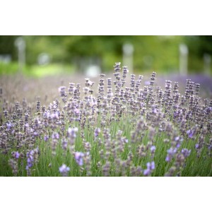 Blühender Echter Lavendel 'Munstead' im Feld, violette Blütenpracht.