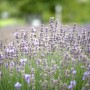 Blühender Echter Lavendel 'Munstead' im Feld, violette Blütenpracht.
