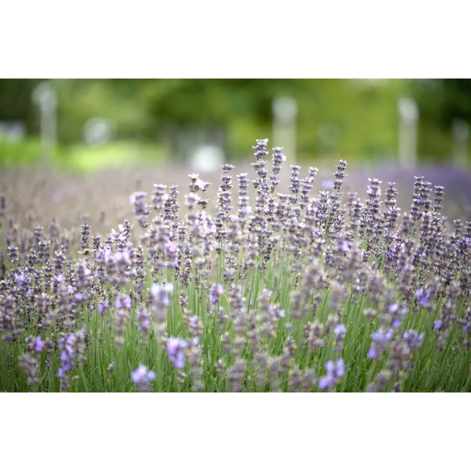 Blühender Echter Lavendel 'Munstead' im Feld, violette Blütenpracht.