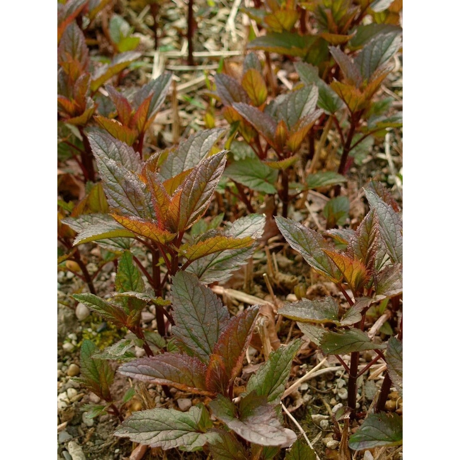 Scrophularia Nodosa Braunwurz Ca. 9x9 cm Topf günstig online kaufen