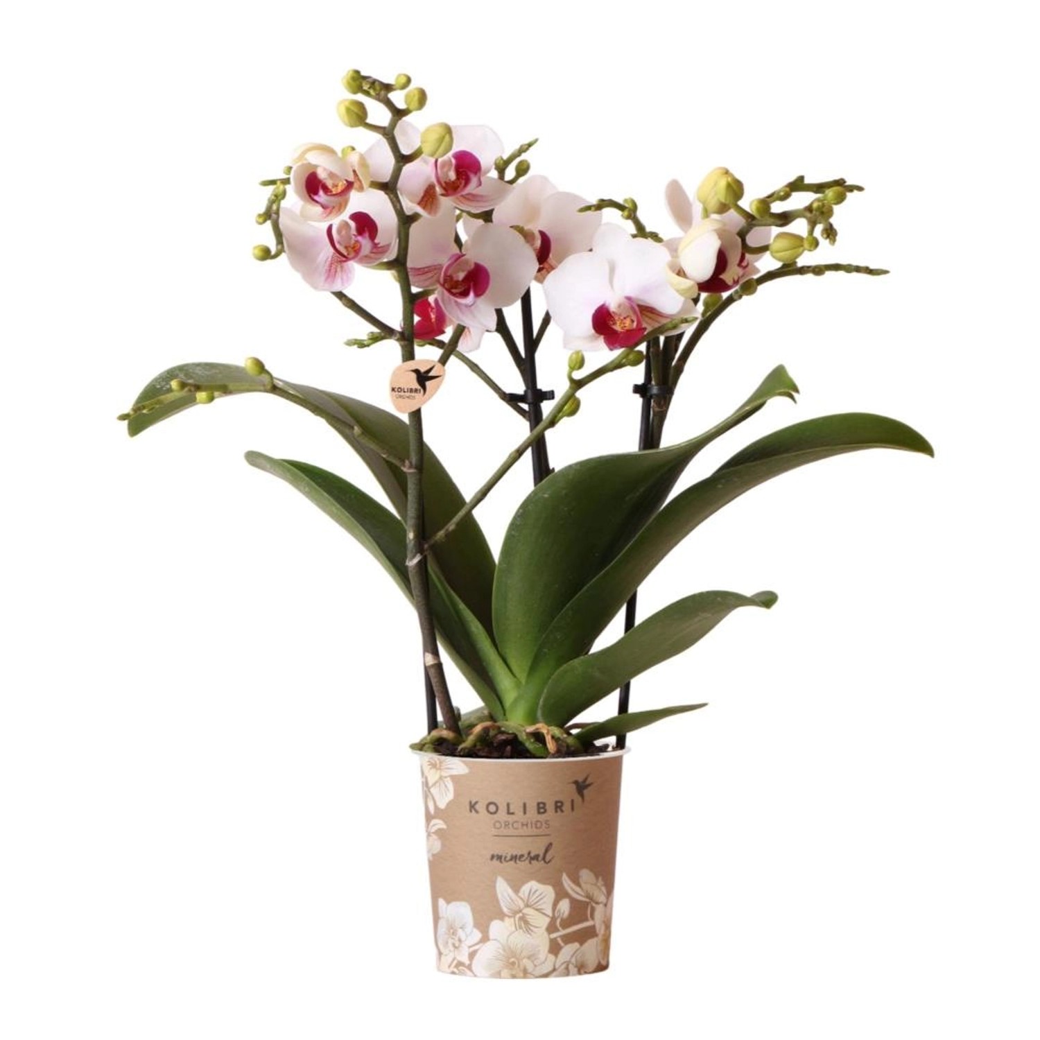 Kolibri Weiße Phalaenopsis Orchidee Mineral Gibraltar Topfgröße 9cm Frisch Vom Züchter