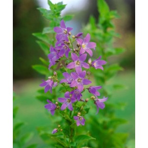 Pfirsichblättrige Glockenblume (Campanula Lactiflora) mit zart violetten Blüten im Topf.