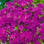 Buschige, purpurfarbene Rhododendron Obtusum 'Purpurtraum' Azalee mit grünen Blättern.