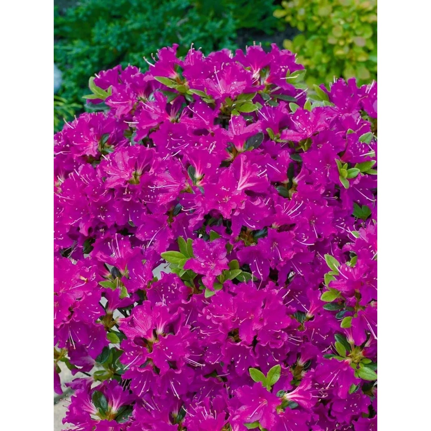 Buschige, purpurfarbene Rhododendron Obtusum 'Purpurtraum' Azalee mit grünen Blättern.