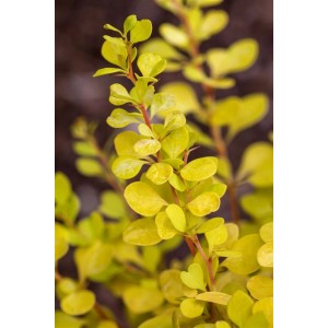 Gelbe Berberitze 'Yellow Tower', 20-25 cm hoch, ideal als Heckenpflanze mit leuchtendem Laub.