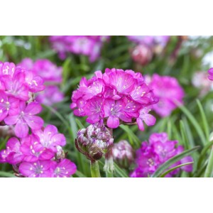 Nahaufnahme der rosa blühenden Grasnelke Armeria Maritima Splendens im 9x9 cm Topf.