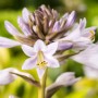 Nahaufnahme der blühenden Funkie (Hosta) mit gelb-bunten Blättern im Topf.