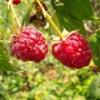 Zwei reife, rote Himbeeren der Sorte Elida an einem Strauch im Garten.