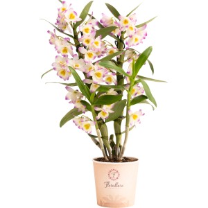 GROW by OBI Bambus-Orchidee mit weißen und lila Blüten im Topf.