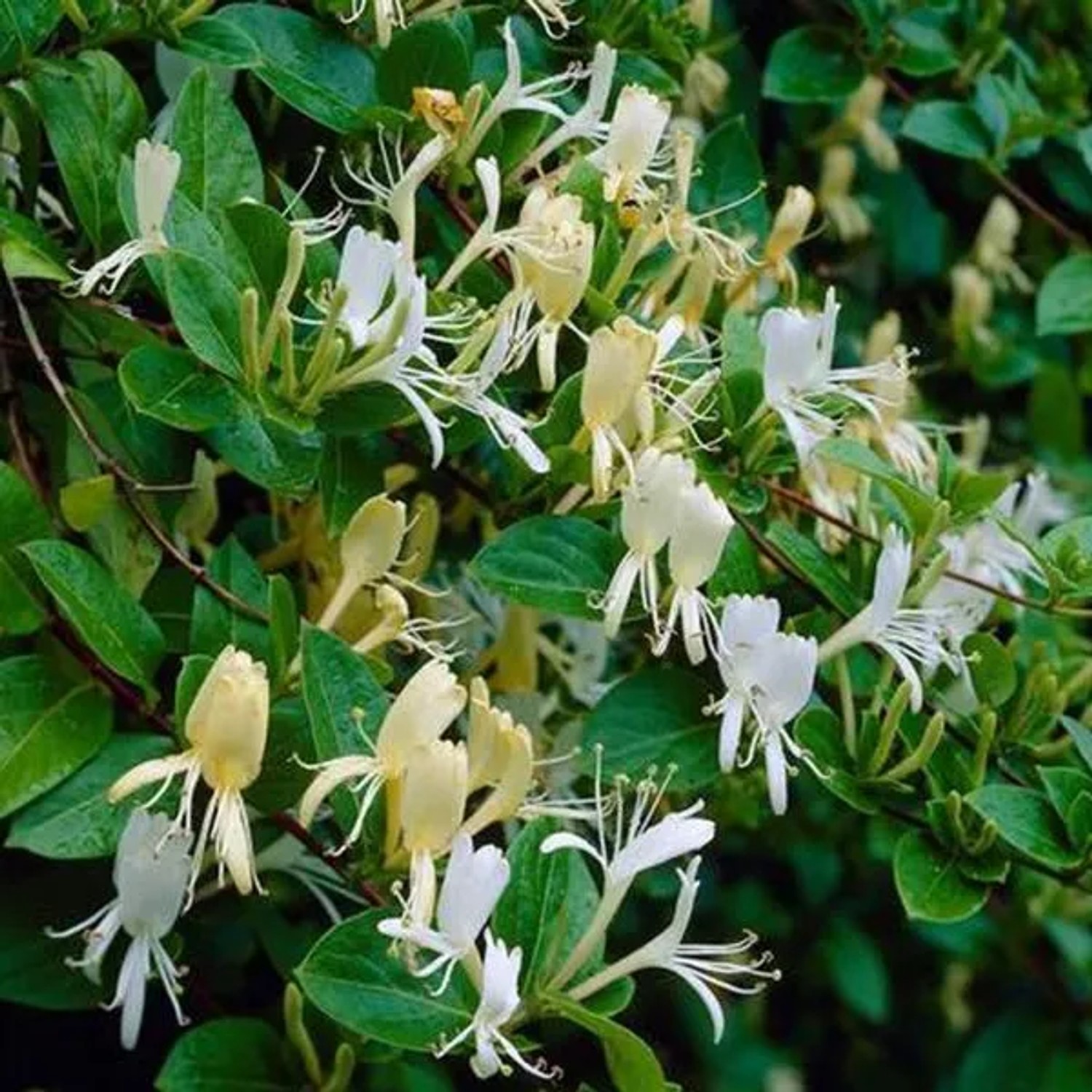 Geißschlinge 'Halliana' Lonicera japonica 50 bis 60 cm im Container Duftend