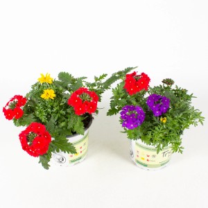 GROW by OBI Beetpflanzen Mix im Topf mit roten, gelben und violetten Blüten.