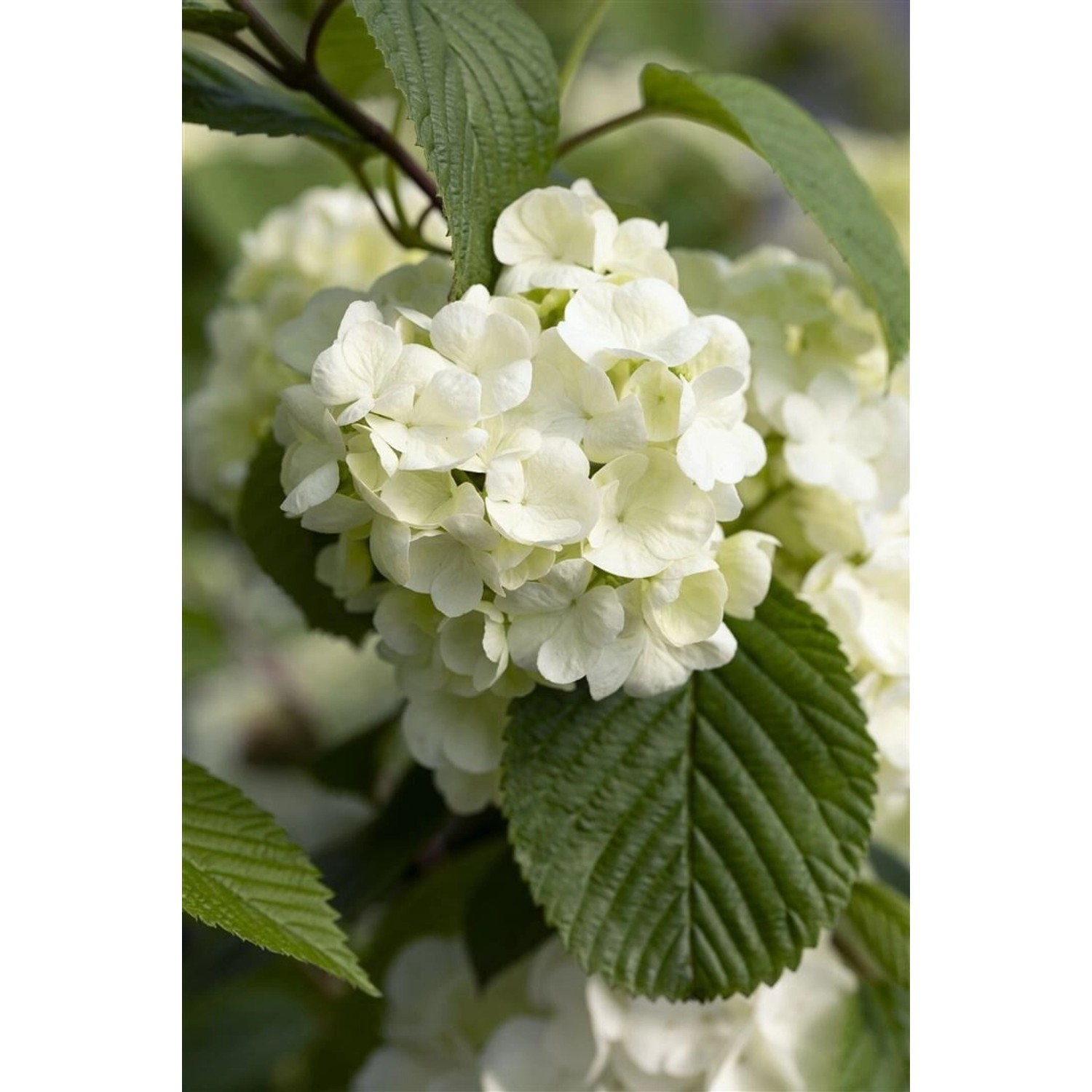 Viburnum Plicatum Popcorn Japanischer Schneeball Weiß 30-40 cm günstig online kaufen