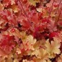 Purpurglöckchen Marmelade - Heuchera villosa