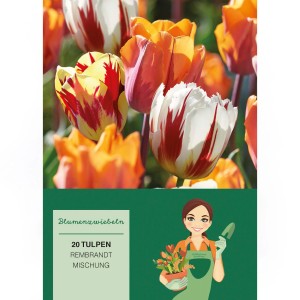 Tulpen Rembrandt Mischung, 20 Stück Blumenzwiebeln mit gestreiften Blüten in Gelb, Rot, Orange und Weiß.