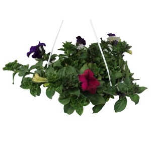 Farbenfrohe Petunien Trio Ampel im Topf (ca. 23cm Ø) für Balkon und Terrasse.