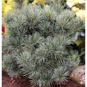 Japanische Zwergmädchenkiefer (Pinus parviflora), kompakter Strauch mit silbrig-grünen Nadeln.
