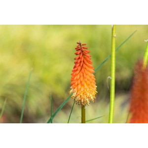 Fackellilie Alcazar im Topf: Leuchtend rote Blüten der Kniphofia Uvaria im Garten.