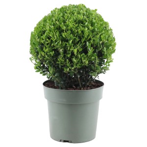Japanische Stechpalme 'Jenny' im Topf, ca. 35 cm hoch. Immergrüner Zierstrauch in Kugelform.
