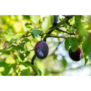 Reife, violette Renekloden am Zweig des Zwergobst-Stämmchens.