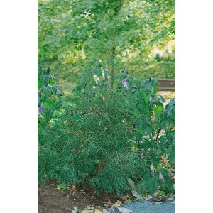 Grüne Thuja 'Filiformis' als Heckenpflanze mit 80 cm Stammhöhe im Garten.