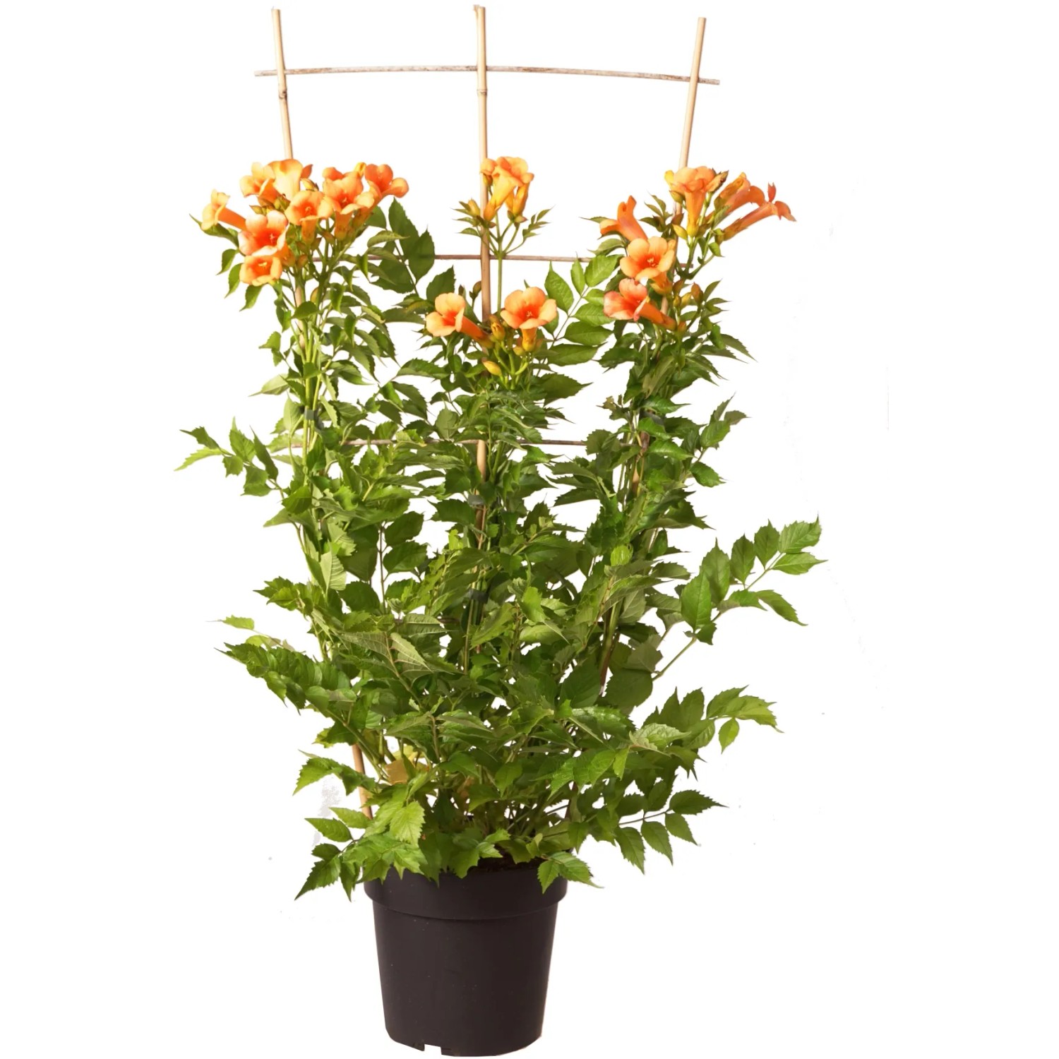 Trompetenblume Höhe ca. 100 cm Topf 6 l Campsis tagliabuana Indian Summer