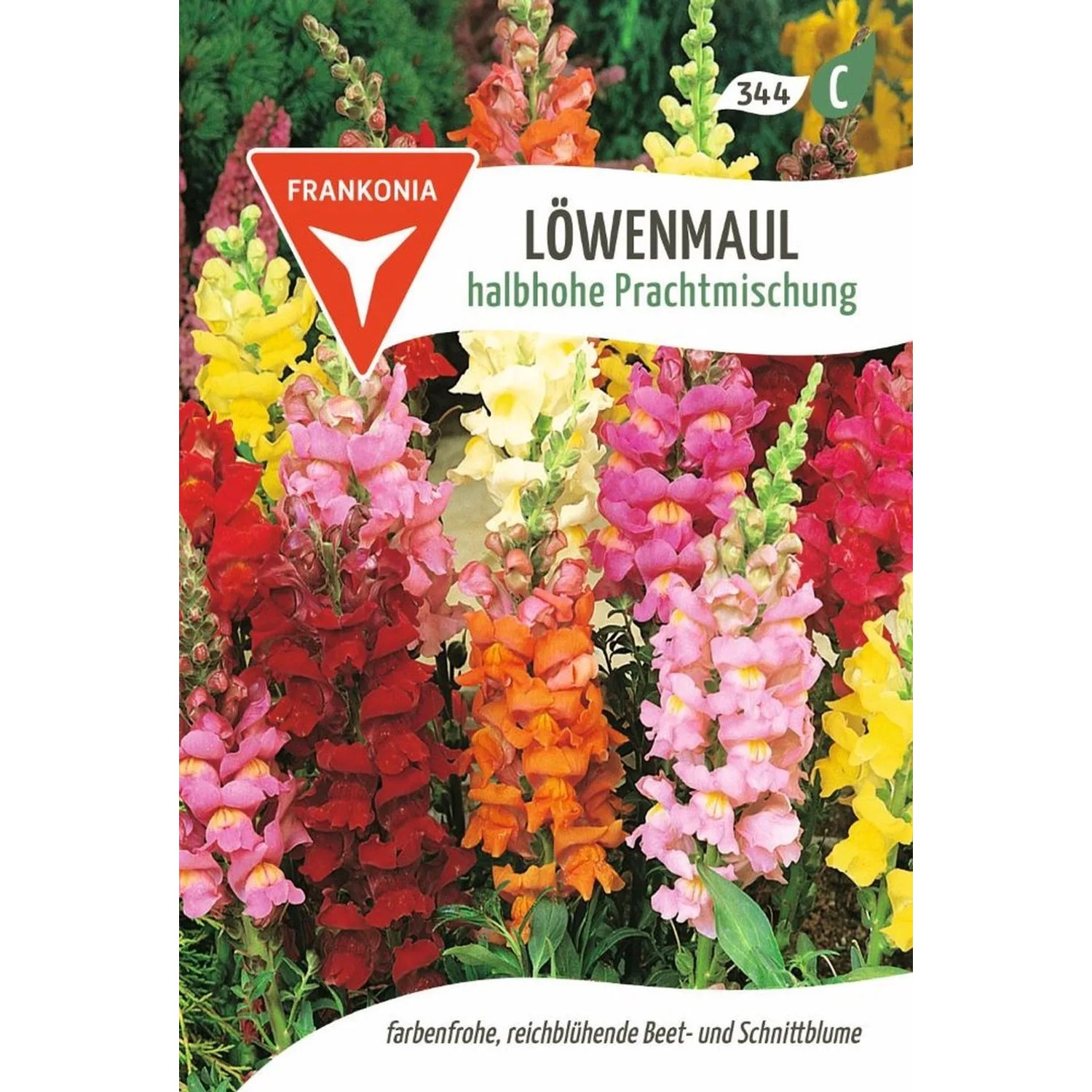 FRANKONIA Löwenmaul Halbhohe Prachtmischung