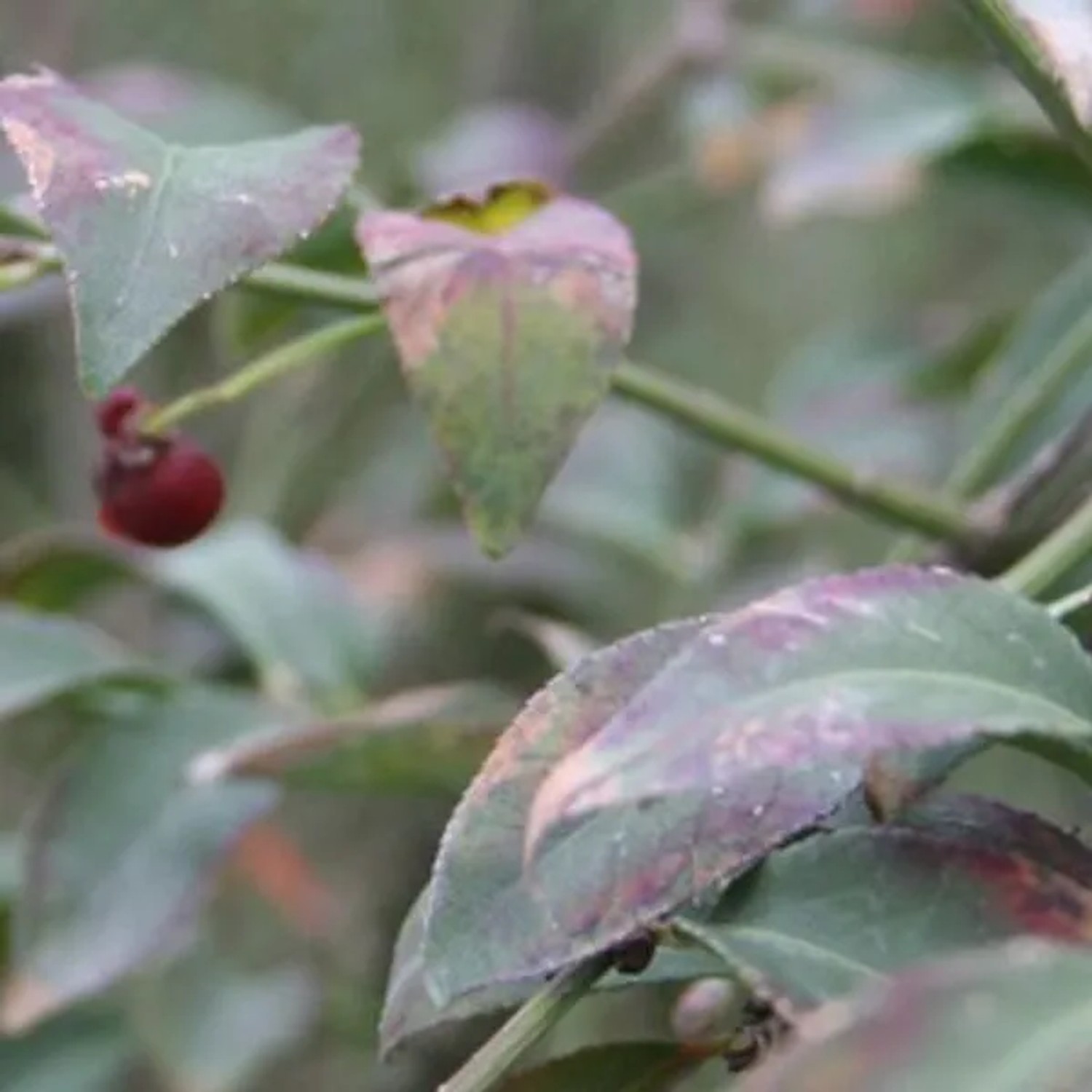Korkflügelstrauch 'Compactus' Euonymus alatus 60 bis 80 cm im Container Herbstfärbung