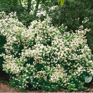 Üppiger Bauernjasmin 'Belle Etoile' (80-100 cm) mit vielen weißen Blüten im Garten.