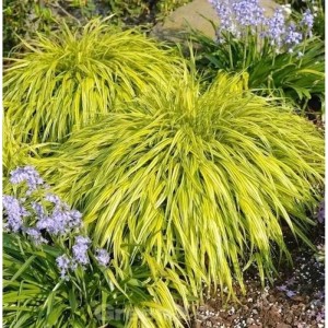 Japanisches Berggras All Gold - großer Topf - Hakonechloa macra
