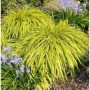 Japanisches Berggras All Gold - großer Topf - Hakonechloa macra