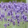 Blühender Echter Lavendel 'Hidcote Blue' im 9x9 cm Topf, lila Blütenmeer im Garten.