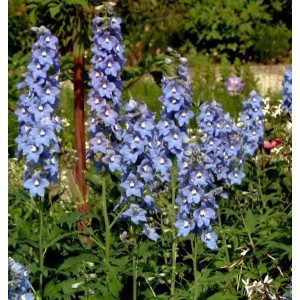 Blühender, hoher Rittersporn 'Berghimmel' (Delphinium elatum) im Garten.