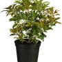 OBI Schattenglöckchen 'Forest Flame' im Topf, grüne und rötliche Blätter.