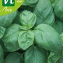 Grüne Basilikum 'Aton' Pflanze mit frischen Blättern und Bio Saatgut. Kräutersamen für intensives Aroma.