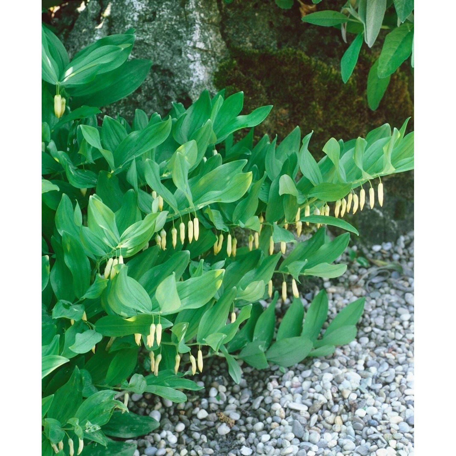 Polygonatum Verticillatum Quirlblättriges Salomonssiegel Ca. 9x9 cm Topf günstig online kaufen
