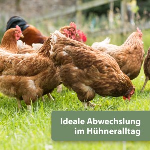 Hühner picken im Grünen. Quiko Hobby Farming Fitness Kräuter Pickrolle für artgerechte Haltung.