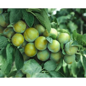 Nahaufnahme: Reife, grüngelbe Ontario Pflaumen am Baum, umgeben von grünen Blättern.